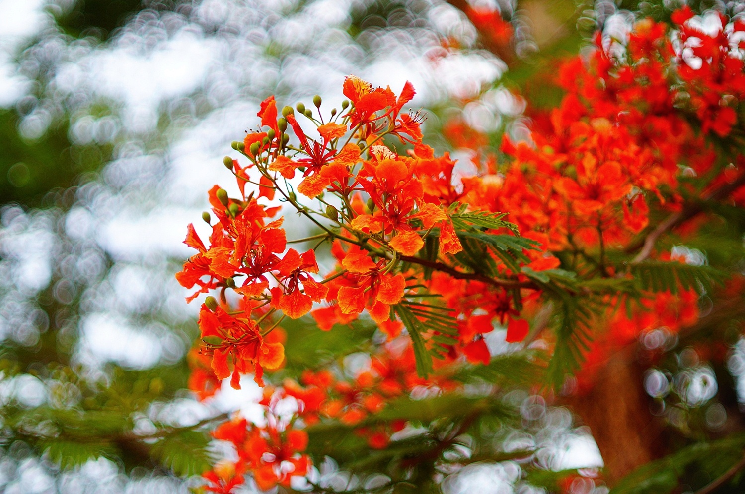 ต้นหางนกยูงฝรั่ง